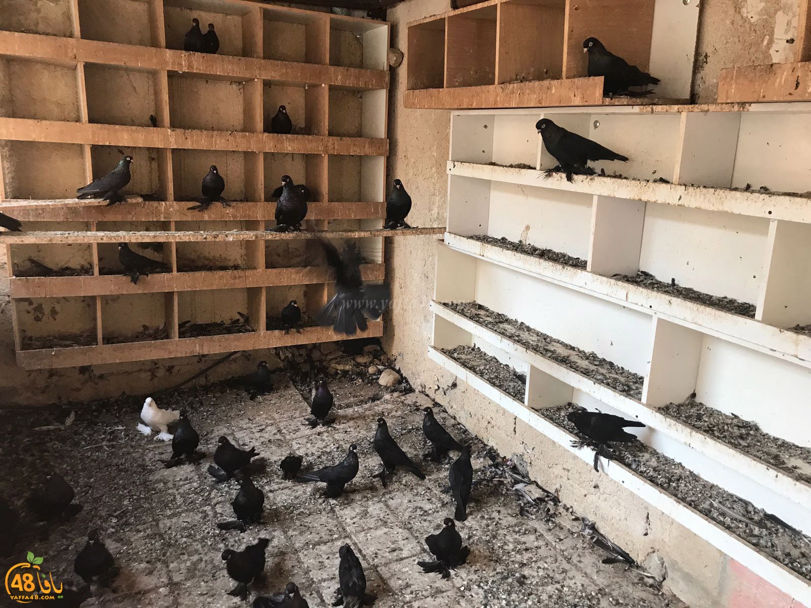 zohdi 3ashoor 7amam (24).jpg